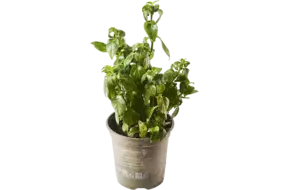 Feuille champignon blad in pot doos 2st
